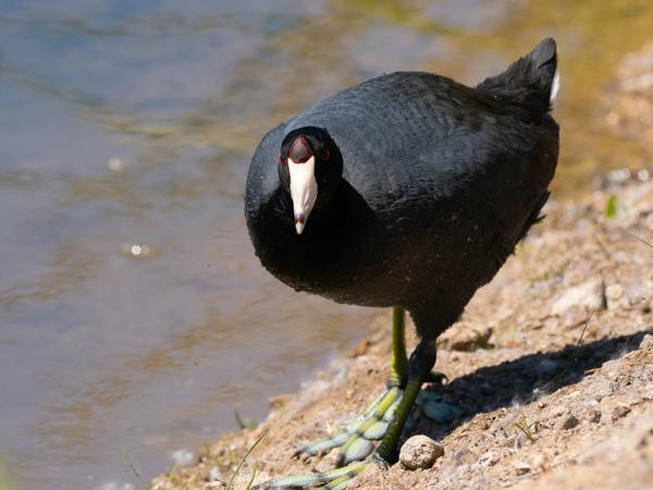 <h3><a href="/trips/Tucson_2023/biota/animalia/chordata/aves/023 gruiformes/003 rallidae/fulica americana/fulica americana-nl.html">Fulica&nbsp;americana</a> / American&nbsp;coot / Amerikaanse&nbsp;meerkoet</h3>OM-1 met OLYMPUS M.300mm F4.0, 1/2000 sec  bij F5.6, ISO 500, afstand 9.44&nbsp;m